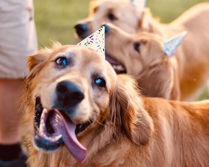Three Springs Animal Hospital 4