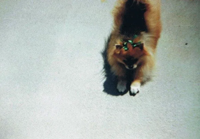 All Creatures Animal Hospital: Vicky Owens McGrath DVM 2