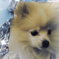 All Creatures Animal Hospital: Vicky Owens McGrath DVM ico