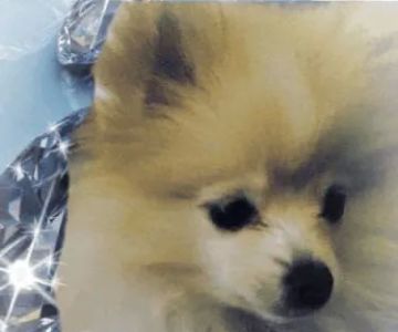 All Creatures Animal Hospital: Vicky Owens McGrath DVM