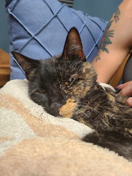 All Creatures Animal Hospital 10