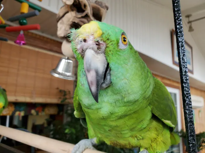 All Creatures Animal Hospital 4