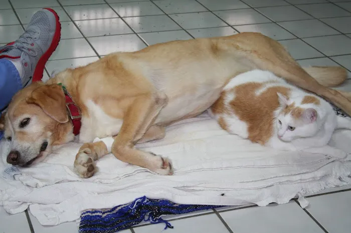 All Creatures Animal Hospital 7