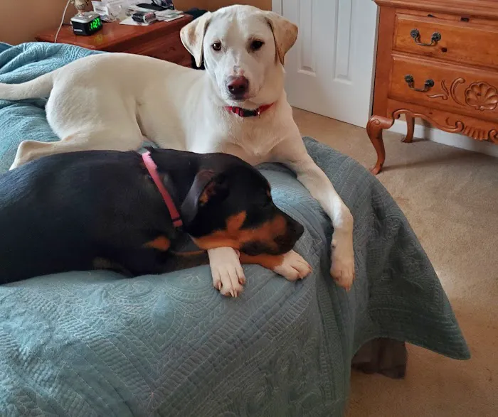 White House Animal Hospital 7