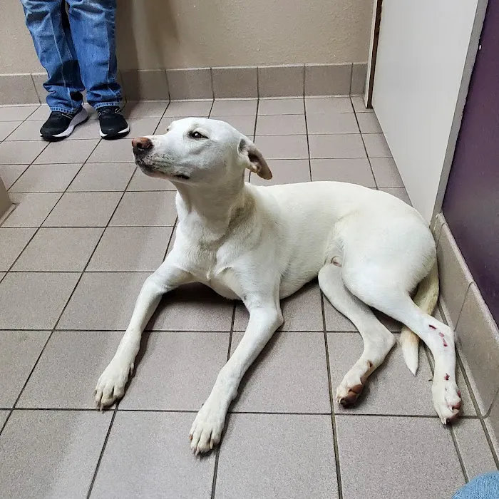 White House Animal Hospital 9