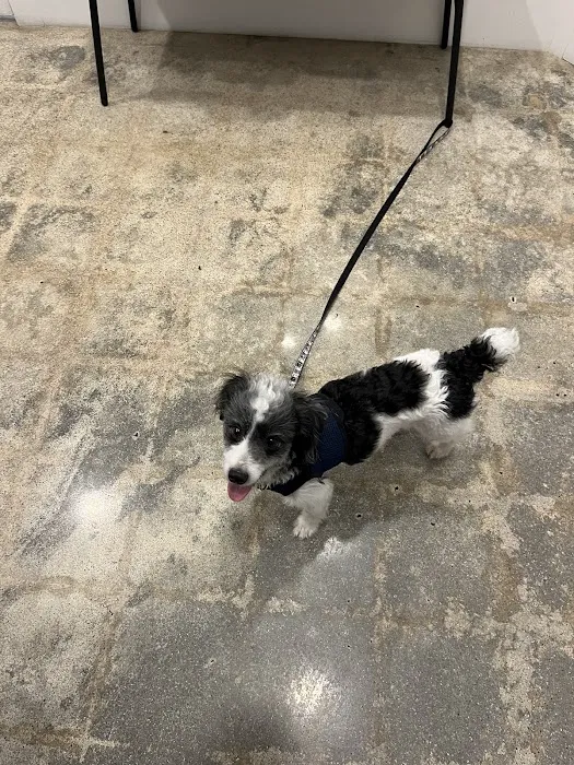 White House Animal Hospital 8