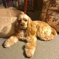 White House Animal Hospital ico