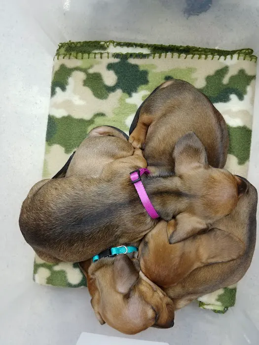 White House Animal Hospital 3