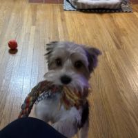 Crocker Animal Hospital LLP ico