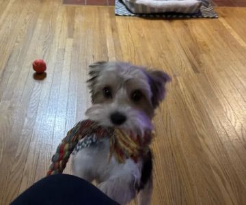 Crocker Animal Hospital LLP