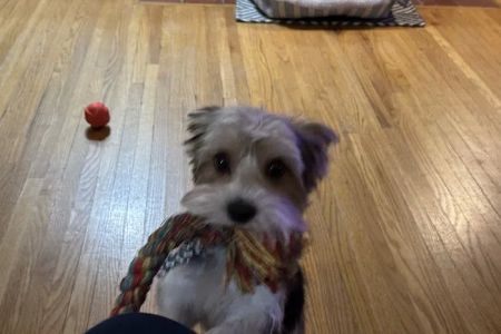 Crocker Animal Hospital LLP
