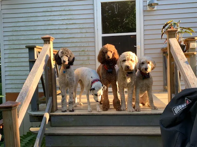 Crocker Animal Hospital LLP 7