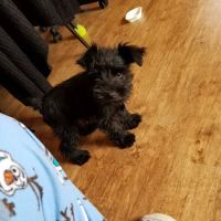 Albany Animal Clinic ico