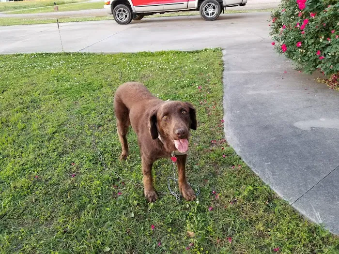 Chowan Animal Hospital 4