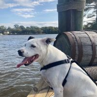 Chowan Animal Hospital ico