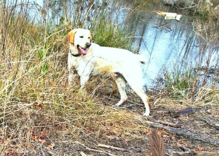 Chowan Animal Hospital 7