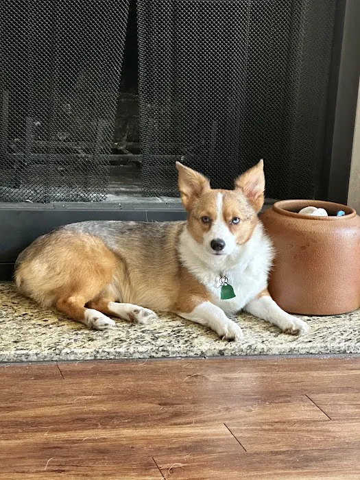 Austin Veterinary Diagnostic Hospital 4