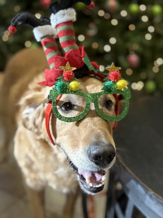 Austin Veterinary Diagnostic Hospital 7