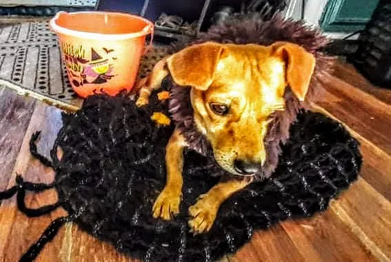 PetPALS 4