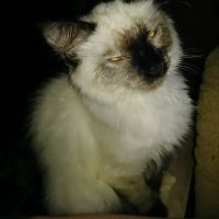 PetPALS ico