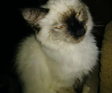 PetPALS