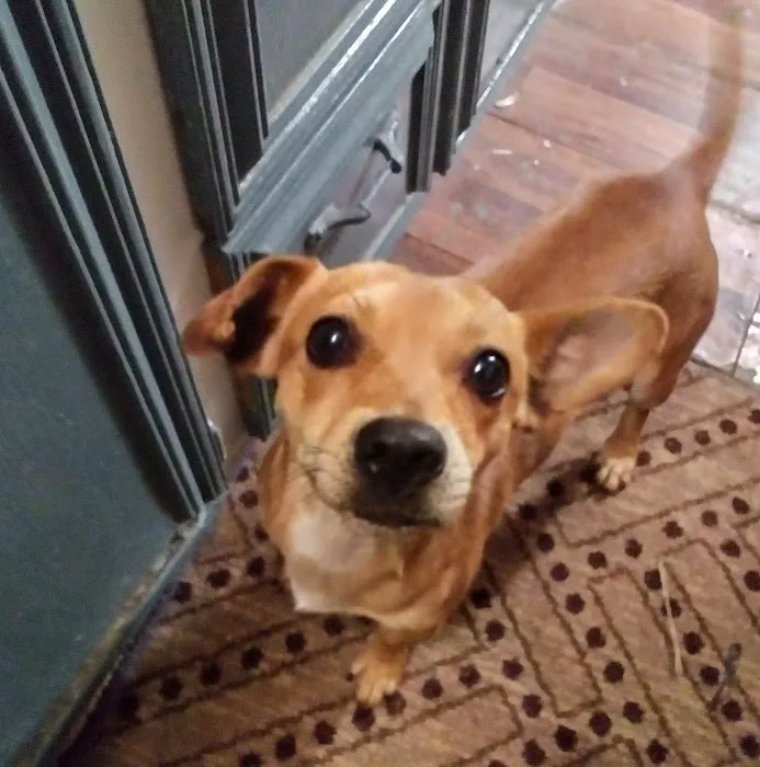 PetPALS 5