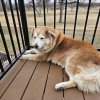 Highland Lakes Veterinary Clinic ico