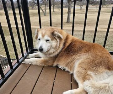 Highland Lakes Veterinary Clinic