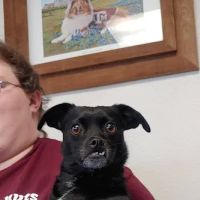 Packsaddle Veterinary Clinic ico