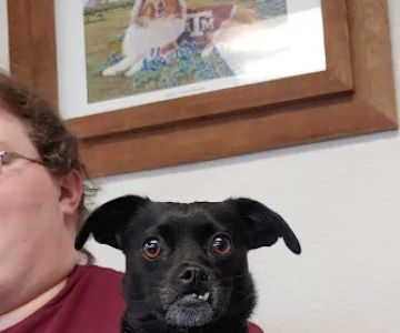 Packsaddle Veterinary Clinic