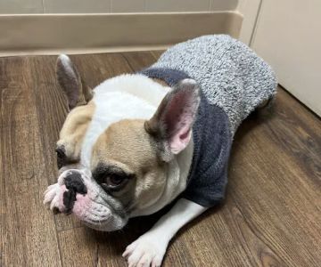 Lake Area Animal Clinic
