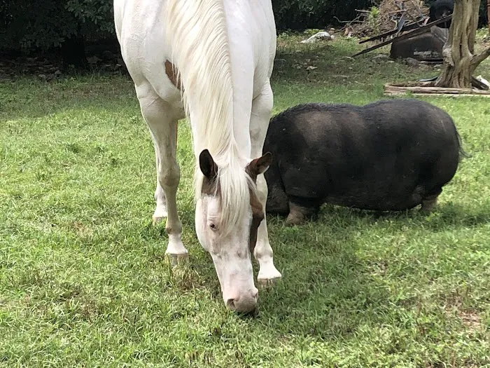 Fry Equine Health Mobile Large Animal Veterinarian 6
