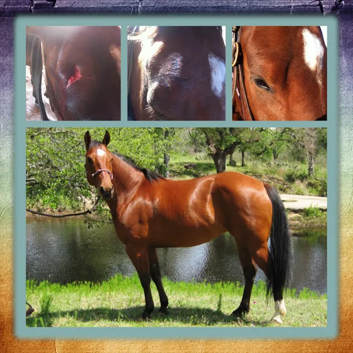 Fry Equine Health Mobile Large Animal Veterinarian 10