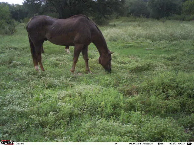 Fry Equine Health Mobile Large Animal Veterinarian 1