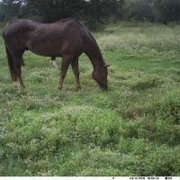 Fry Equine Health Mobile Large Animal Veterinarian ico