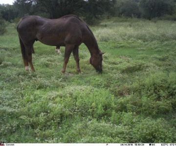 Fry Equine Health Mobile Large Animal Veterinarian