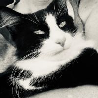 Burnet Veterinary Clinic Inc ico