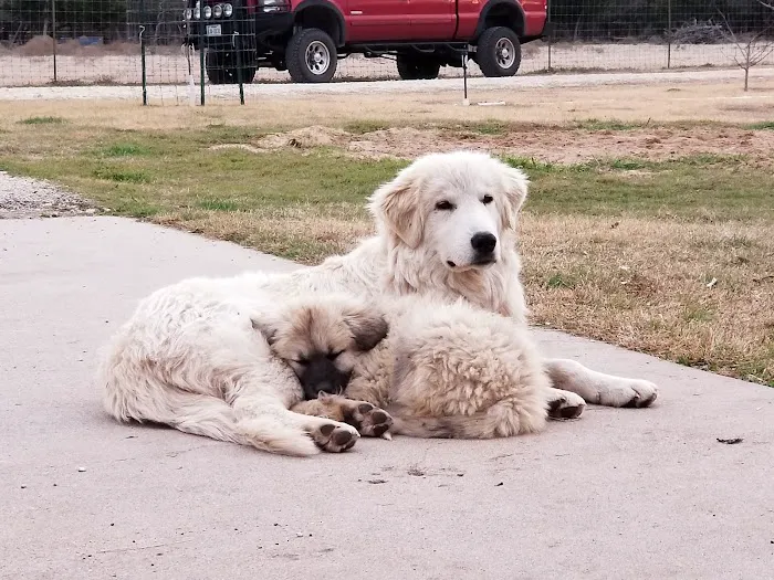 Burnet Veterinary Clinic Inc 10
