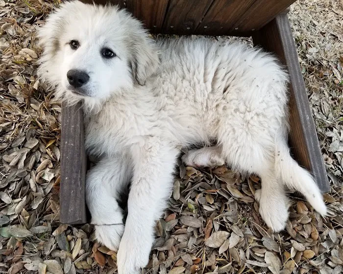 Burnet Veterinary Clinic Inc 7