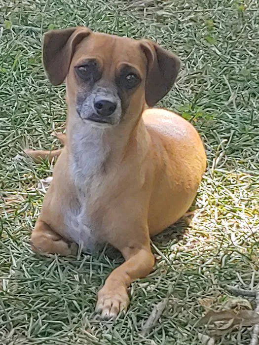 Bluebonnet Veterinary Clinic 6