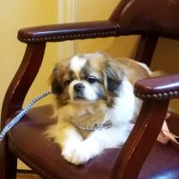 Bluebonnet Veterinary Clinic ico