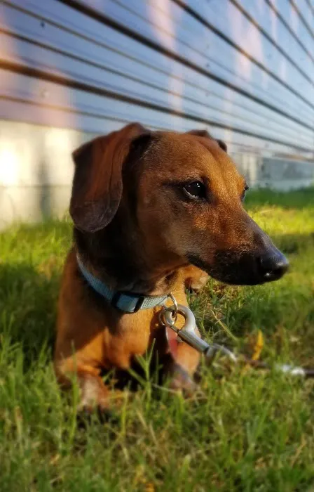 Bluebonnet Veterinary Clinic 8