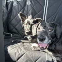 Lago Vista Animal Clinic ico
