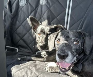 Lago Vista Animal Clinic