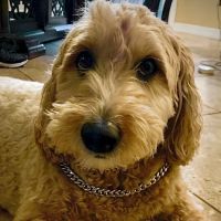Lakeway Veterinary Clinic ico