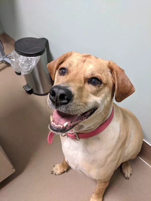 VCA Terrell Animal Hospital 2