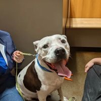 Five Star Veterinary Center ico