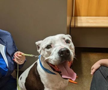 Five Star Veterinary Center