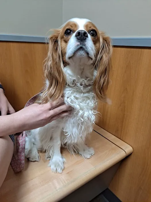 Five Star Veterinary Center 4