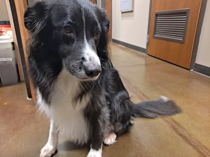 Five Star Veterinary Center 9